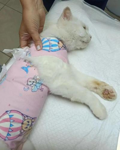image-46 (1) (1) (1)